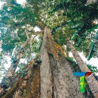 arbol-ceibo-de-pununo-4.jpg